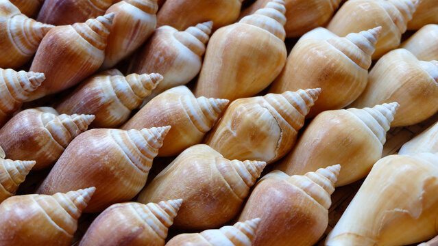 The shell of dog conch, a species of edible sea snail, arranged neatly in a beautiful pattern.
