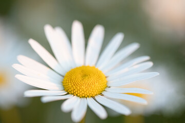 Obraz premium Margarithe