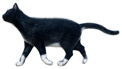3D Rendering Black Cat on White © photosvac