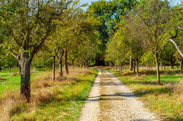 Mannheim, Germany. October 4th, 2009. Dirt road through a field of apple trees in the nature reserve called "Reißinsel" near Mannheim.