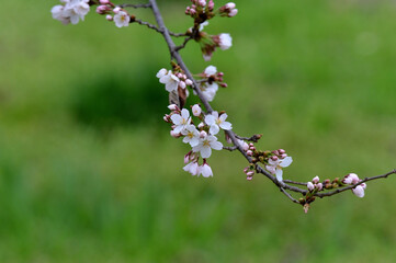 緑の背景に映える桜の花