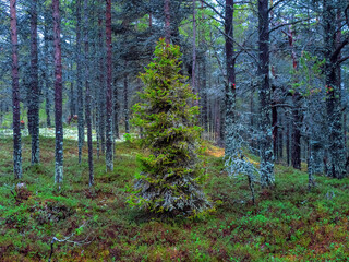 Fototapete bei efototapeten.de bestellen   