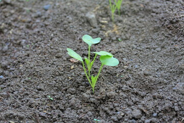 家庭菜園　大根の芽