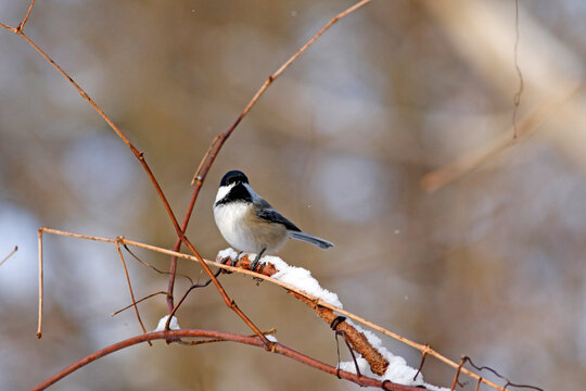 Une M&eacute;sange &Agrave; T&ecirc;te Noire sur une branche en hiver