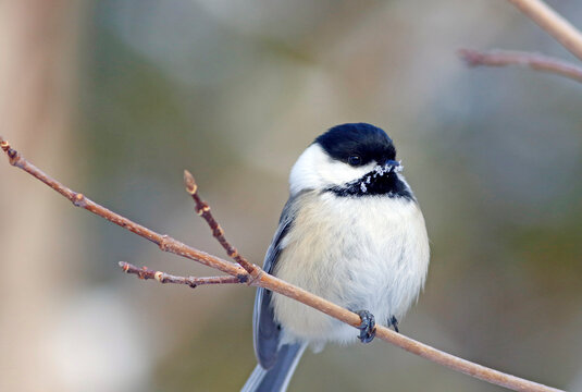 Une M&eacute;sange &Agrave; T&ecirc;te Noire sur une branche en hiver