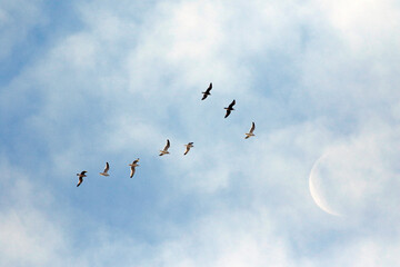 Les goélands volant en formation dans le ciel bleu avec la lune