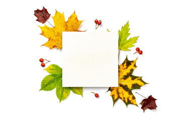 Naklejka na ściany i meble Maple leaf autumn. Colourful dried leaves, red berries in autumn composition isolated on white background. Flat lay, top view, square, copy space.