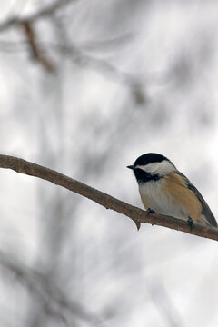 Une M&eacute;sange &Agrave; T&ecirc;te Noire sur une branche en hiver