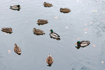 Group wild ducks in water of the pond in the park. Mallard ducks (Anas platyrhynchos) in the wild.