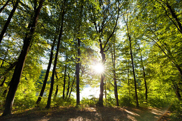 green forest of deciduous trees with the sun casting its rays of light through the foliage