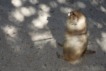 Black tailed prairie dog is sit down on sand