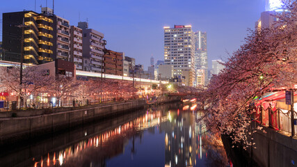 Obraz premium 横浜 東京 お花見 夜桜