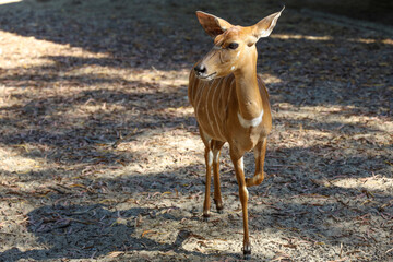 The Nyala baby is stay in garden at thailand
