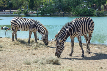 Obraz na płótnie Canvas The burchell zebra is eatting in farm at thailand