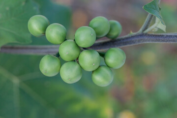 Turkey berry on tree in the garden on nature background.