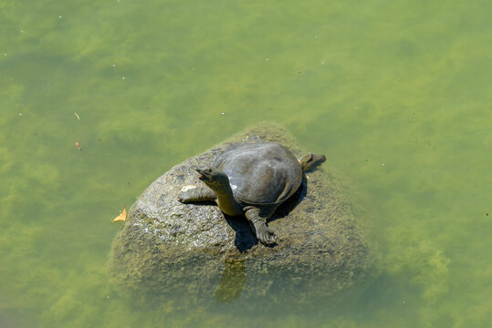 Chinese softshell turtle, basking in the sun