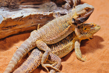 male and female bearded dragon during courtship