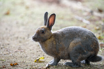 Little European rabbit, on the island of Ohkunoshima in Hiroshima Prefecture. Japan