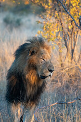 Male lion (Panthera leo) in golden morning light in the Timbavati Reserve, South Africa