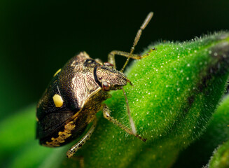 Macro shot of a stink bug on a green leaf.
