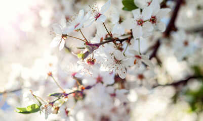 Tree blooming in spring on sunny spring day. Close up of white flowers over blurred blossoming background, small depth of focus.
