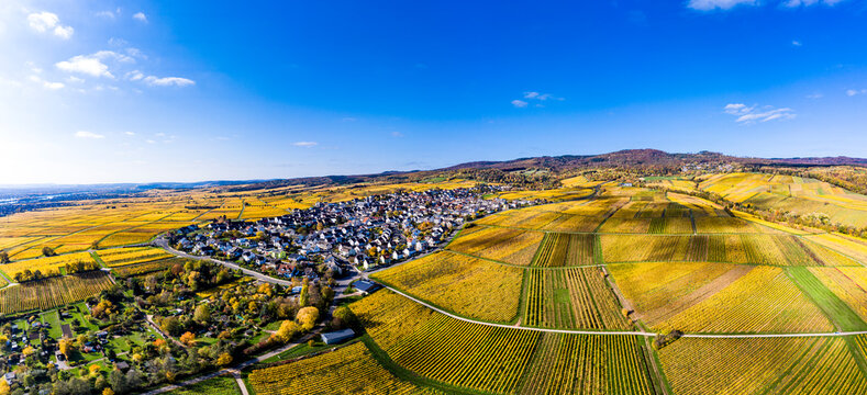 Aerial view, golden vineyards in autumn from above, Rheingau, region, Oestrich-Winkel, Hallgarten, Hesse, Germany