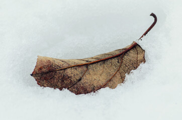 Autumn leaf fallen from the tree thawed in the spring