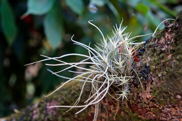 Tillandsias on tree trunk (Tillandsia usenoides and Tillandsia tricholepis)