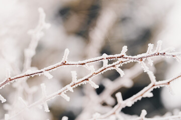 branches covered with snow