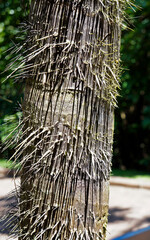 Palm tree trunk with thorns, Minas Gerais, Brazil 