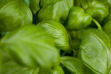 Close up of basil leafs. Studio photo. Selective focus on object