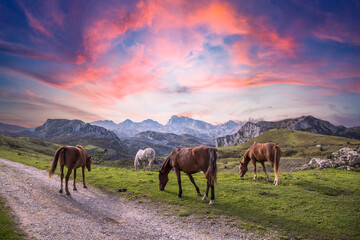 Fototapeta na wymiar Wild horses in the mountains of Lagos de Covadonga at sunrise, Picos de Europa. Asturias, Spain