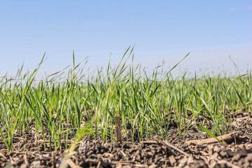 Obraz premium green wheat field