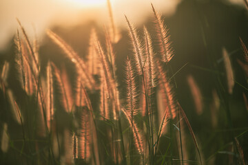 Fototapeta premium wheat field at sunset