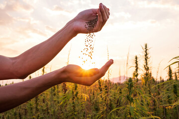 Hemp farmer holding Cannabis seeds in hands on farm field outside.