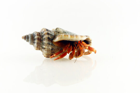 hermit crab in reflection on a white background