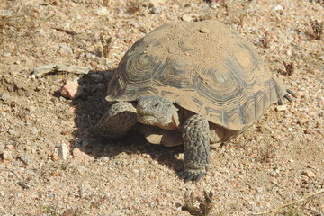 Desert Tortoise, Mojave Desert, California. This amazing reptile emerged from her burrow, ready to eat.  She munched on patches of desert grass protruding from the pebbles of sand.