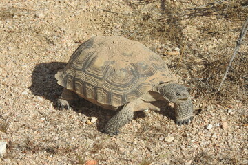 Desert Tortoise, Mojave Desert, California. This amazing reptile emerged from her burrow, ready to eat.  She munched on patches of desert grass protruding from the pebbles of sand.