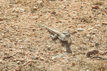 Long-nosed leopard lizard enjoying a sunny day in the Mojave Desert, California. A handsome reptile with vibrant color and spectacular markings.