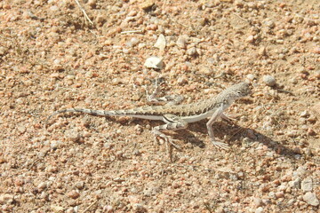 Long-nosed leopard lizard enjoying a sunny day in the Mojave Desert, California. A handsome reptile with vibrant color and spectacular markings.