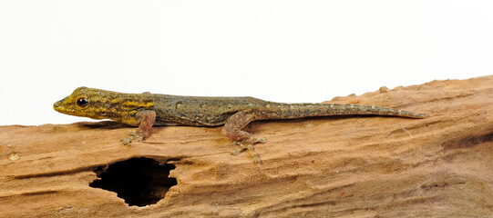 Gelbkopf Zwerggecko // Painted Dwarf Gecko (Lygodactylus picturatus)