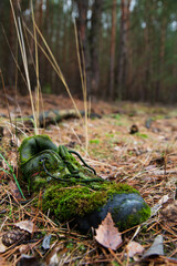 an old Shoe in the woods. lost shoes. sneaker overgrown with moss