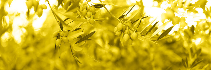 green olives grow on a olive tree branch in the garden. selective focus. banner. toned in...
