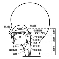 頭部_矢状断_口腔のイラスト_名称あり_白黒