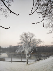 Beautiful snowy tree on the river bank.