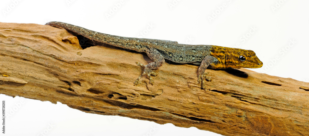 Poster Painted Dwarf Gecko // Gelbkopf Zwerggecko  (Lygodactylus picturatus)