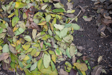 Colorful autumn fallen leaves texture on soil background.