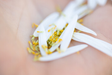 Margarithenblüten in der Hand