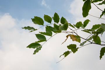 Obraz premium Green leaves in sunshine on clound sky background. Free space for symbol or content. Close up, copy space.