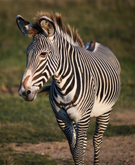 Naklejka premium Zebra at The Wilds